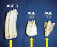 Picture of horses' teeth at three different ages